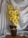 Orchidej - žlutá "Sunrise"